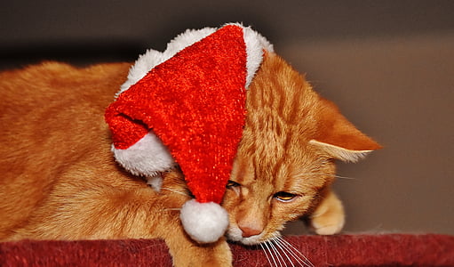 кошка, красный, Рождество, колпак Санта-Клауса, смешно, мило, Скумбрия