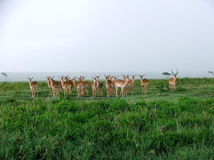 Kenia, spel, kudde, Safari, Afrika, Park, Wild