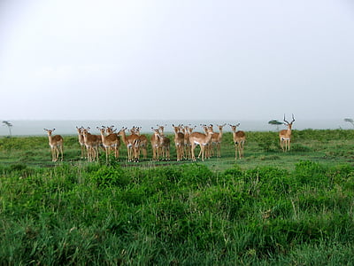 Kenya, jeu, troupeau, Safari, l’Afrique, Parc, sauvage