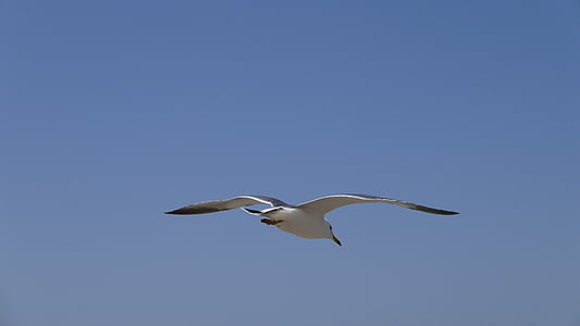 Seagull, mar, cielo, pájaro, vuelo, naturaleza, animal