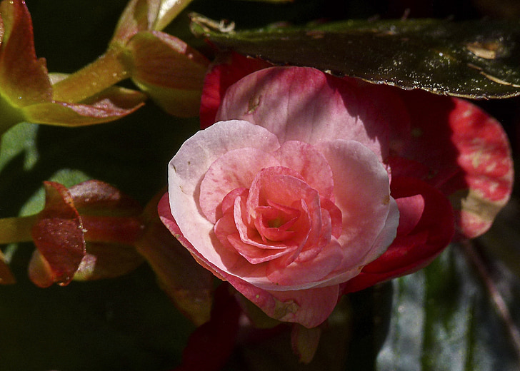 begonie, zahrada, květ, červená, růžová, závod, detail