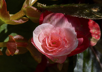 begonie, garden, flower, red, pink, plant, close-up