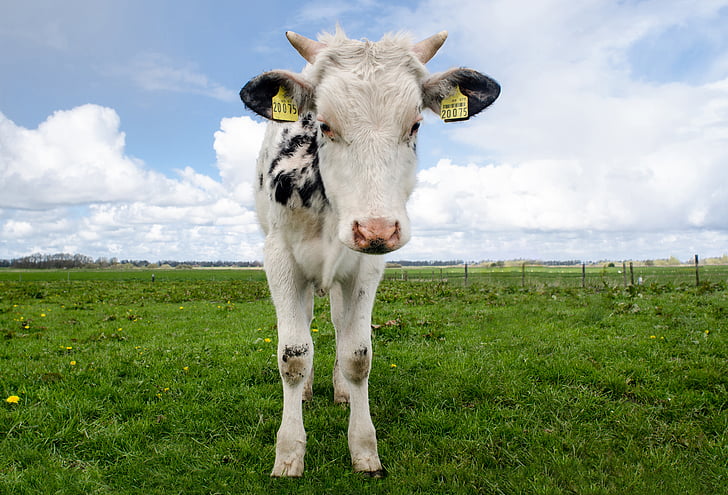 gyvūnų, gyvūnų fotografija, galvijų, karvė, ausų įsagai, ūkio, lauko