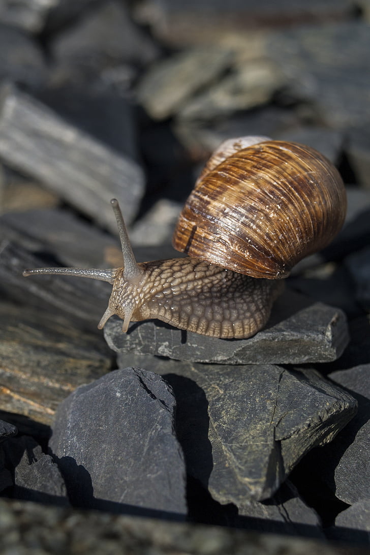 snail, mollusk, nature, stones, close, animal, shell