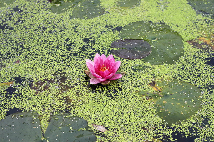 water lily, bloem, Lily, blad, plant, Tuin