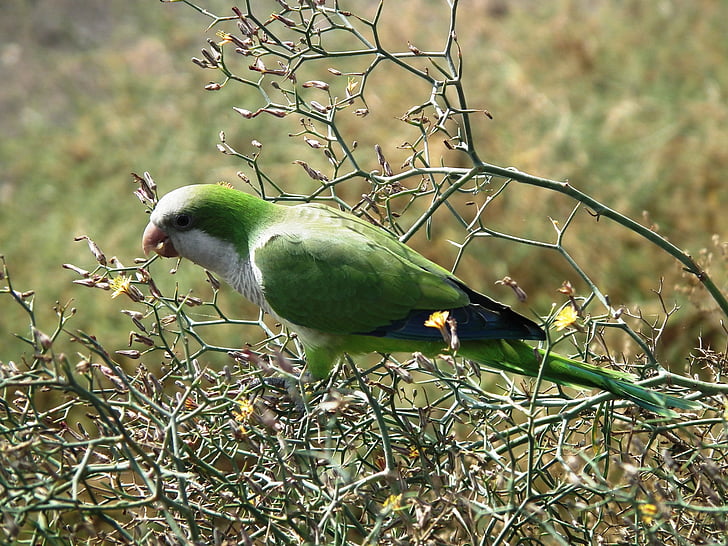 monk parakeet, parakeet, bird, green, grey