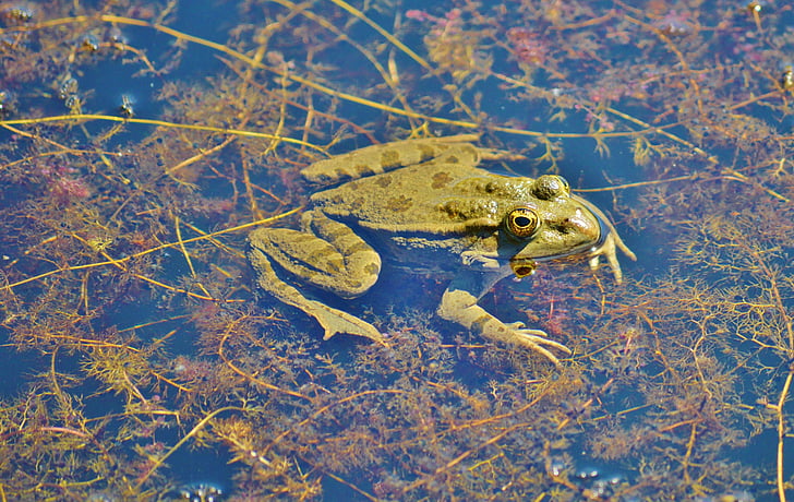 frosk, dammen, hage tjern, vann, akvatiske dyr, vann frosk, Frog pond