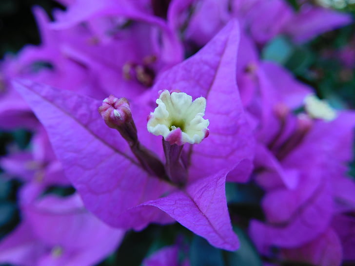 bougainvillea, flower, plant, flora, bloom, botanical, purple