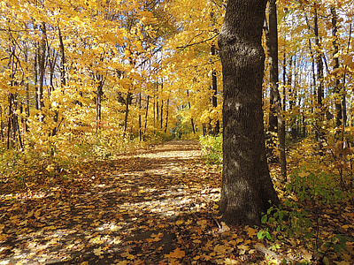 oak, oak tree, autumn, path, forest, outdoor, natural