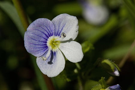 zieds, Bloom, puķe, mazs, balta, zila, zīmogs