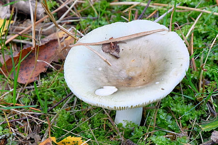mushroom, forest, forest floor, autumn, nature, moist