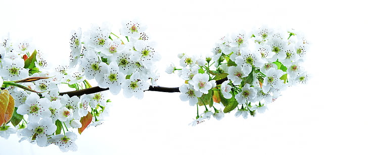 αχλάδι λουλούδι, Περιβόλι, άνοιξη, λουλούδι, φυτό, λευκό χρώμα, φύση
