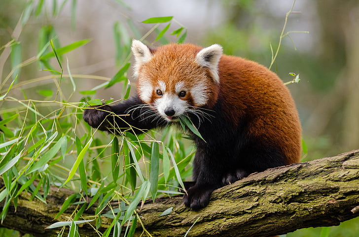 animal, branch, cute, leaves, outdoors, red panda, tree