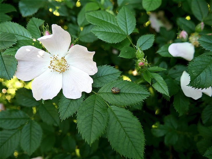 flower, plant, nature, spring, green, bloom, leaf
