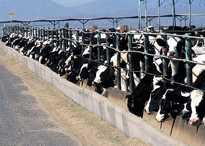 kvæg feedlot, landbrug, husdyr, landdistrikter, dyr, køer, oksekød