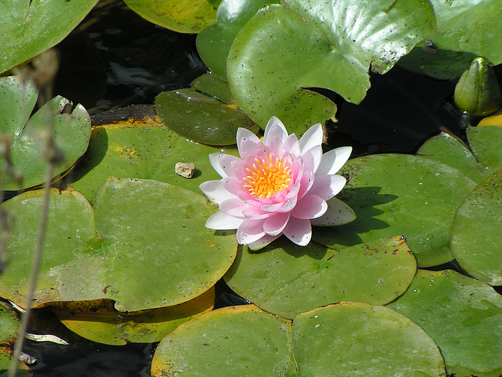 Blume, Lotus, aquatische, Natur, Wasserpflanze, Stute, Rosa
