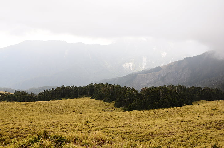 niebla, pradera, colina de acacia, paisaje