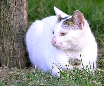 Белый Кот, кошка, животное, мило, Парк, сладкий, Анималистический портрет