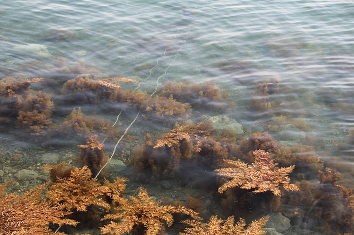водорасли, водни растения, море