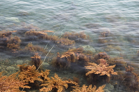 seaweed, aquatic plants, sea
