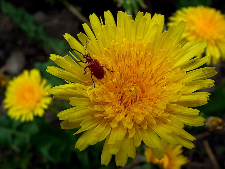 insect, beetle, flower, dandelion, yellow, red, bright