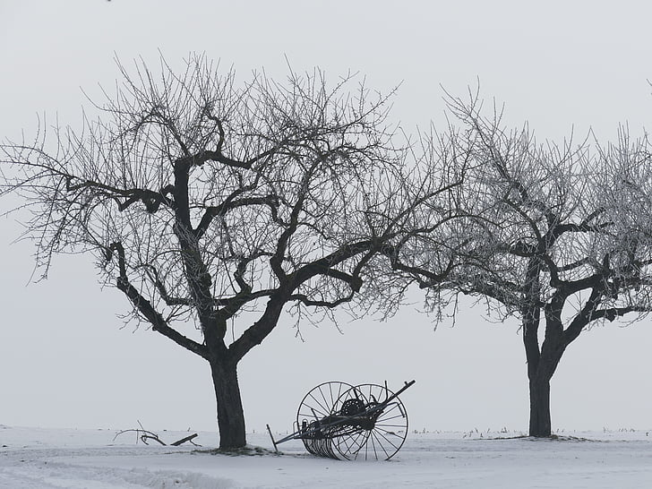 Inverno, árvores, Kahl, neve, ainda vida, condicionadoras de feno, agricultura