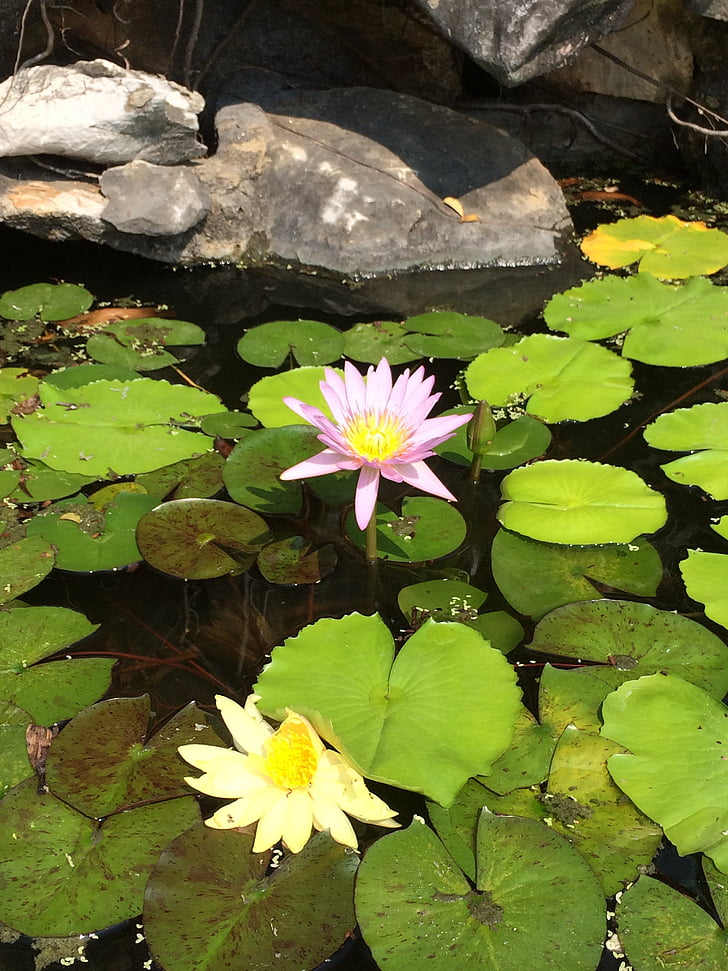 Lotus, Lotus çiçeği, Renko'nun, gölet, sucul bitki, Nilüfer, doğa