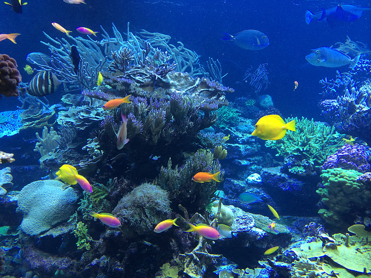 underwater, fish, tropical, ocean, nature, reef, coral