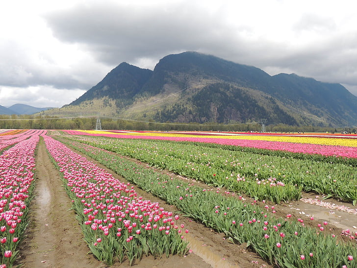 Tulipa, jardí, obrir el país