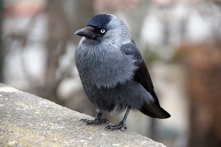 jackdaw, bird, feather, beak, sitting, waiting, black