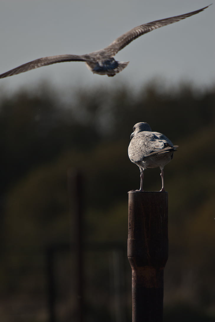 sea birds, flight, perching, gull, abandoned