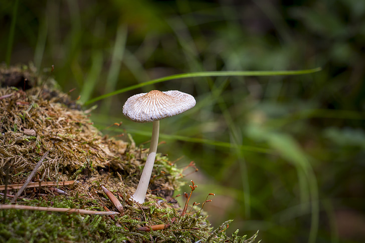 gljiva, šuma, priroda, šumskim gljivama, sakupljanje gljiva