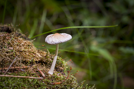 champignon, Forest, nature, champignons forestiers, cueillette de champignons