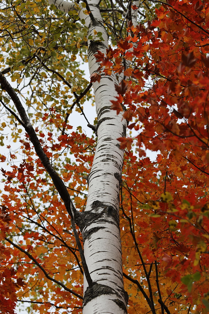 birch, birch tree, fall colors, trunk, white bark, leaf, color