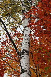 Berk, Birch tree, herfst kleuren, kofferbak, witte schors, blad, Kleur