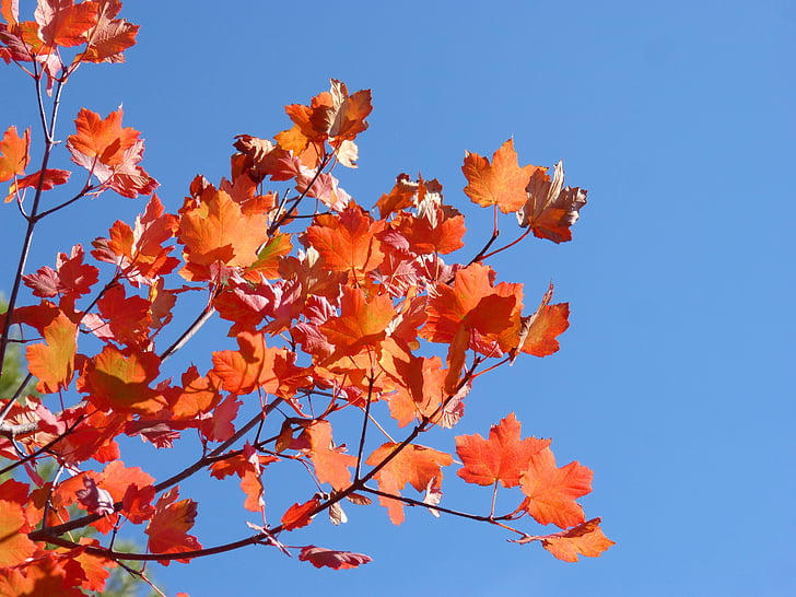 javor, rdeči listi, jeseni, nebo, lepota, padec barve