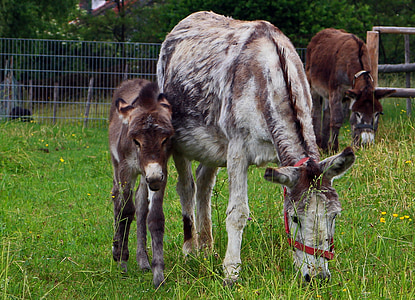 donkey, animal, beast of burden, mother, child, mare, foal