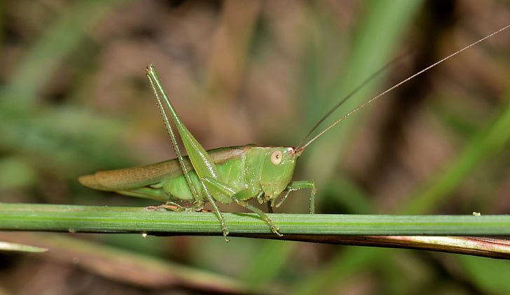 katydid, meadow katydid, grasshopper, insect, green, green insect, creature