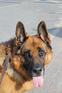 schäfer dog, dog, pet, animal, animal portrait, tongue, german shepherd
