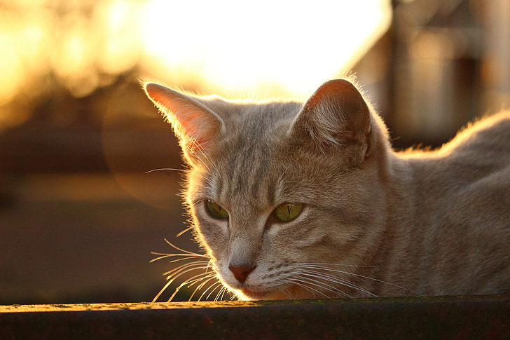 kaķis, kaķis seju, gaisma, Vakara apmirdzētā, rudens, skumbrijas, kaķis portrets