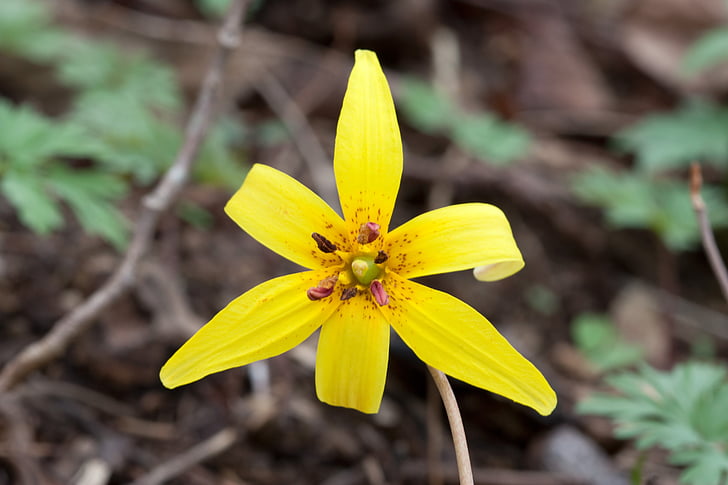 Lily, kukka, keltainen, Trout lily, Bloom, Blossom, kasvi
