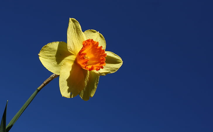 Giallo narciso, fiore, primavera, giallo, colorato, natura, pianta