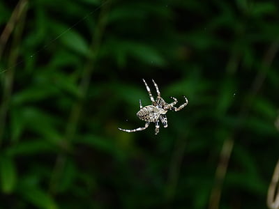 laba-laba, THR, dengan, Flash, senja, makro, serangga