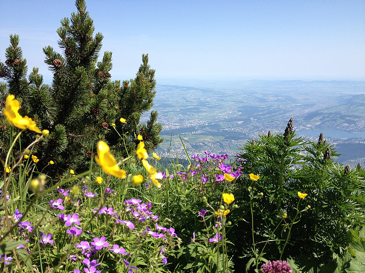 Sveits, fjell, natur, grønn, blomster, våren