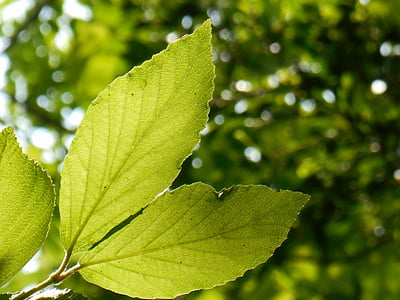 young leaves, green, plant, natural