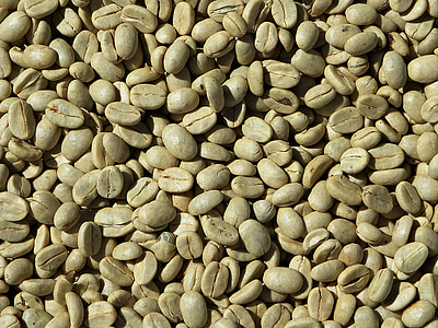 緑のコーヒー, コーヒー豆, コーヒー, アラビカ, コスタリカ