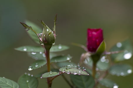 rose, bud, pink, green, drop of water, raindrop, drip