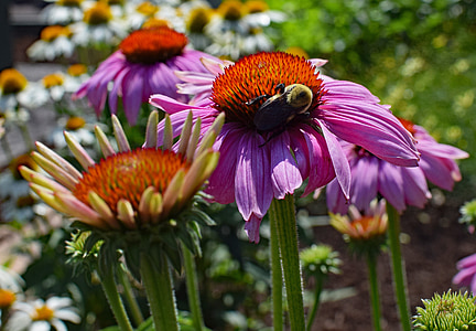 pink echinacea with bee, bee, echinacea, cone flower, medicinal, garden, summer