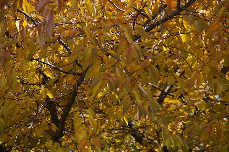 Outono, folhagem de outono, folhas, descoloridos, plano de fundo, cor de outono, Outubro