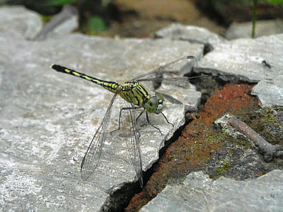 Dragonfly, groen, hiitam, vloer, cement, baksteen, insect